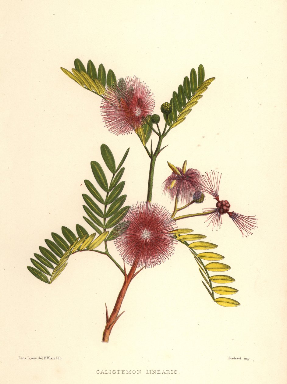 Bottlebrush, Callistemon linearis (Calistemon linearis) by Unknown