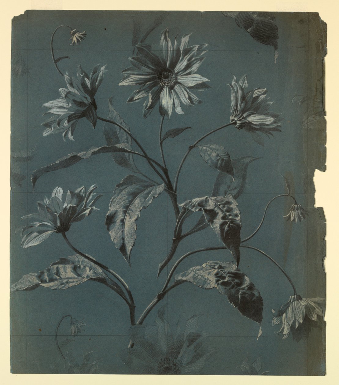 Design for Wallpaper or Textile of Daisy-Type Flower with Repeat by Unknown