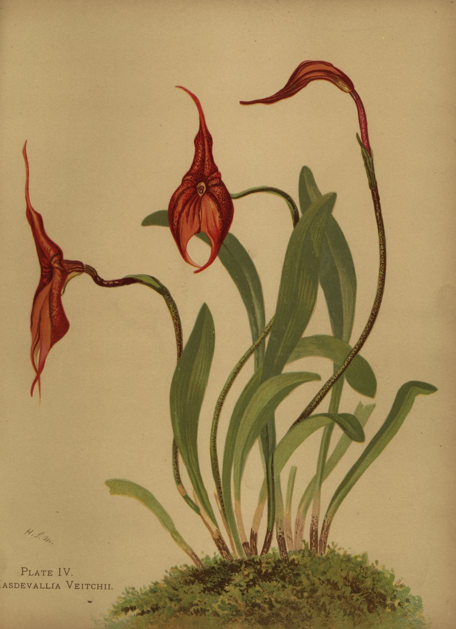 Veitchs masdevallia or king of the masdevallias, Masdevallia veitchiana by Unknown