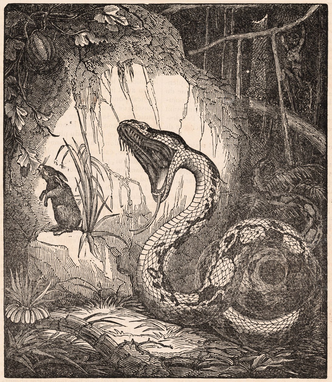 A Boa Constrictor Opening the Mouth to Devour a Rabbit (Engraving) by Unknown Artist