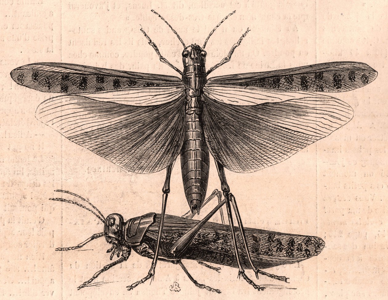 A grasshopper and a cricket by Unknown