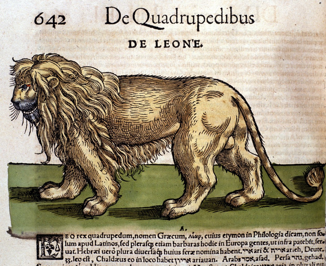 A lion after Historia Animalium by Conrad Gesner by Unknown artist