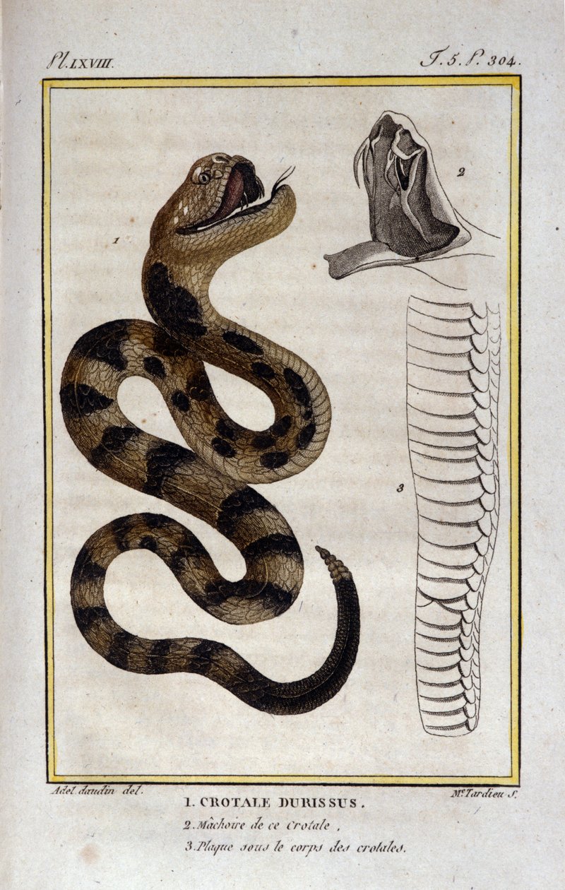 A rattlesnake. Plate taken from a Natural History Treat of 