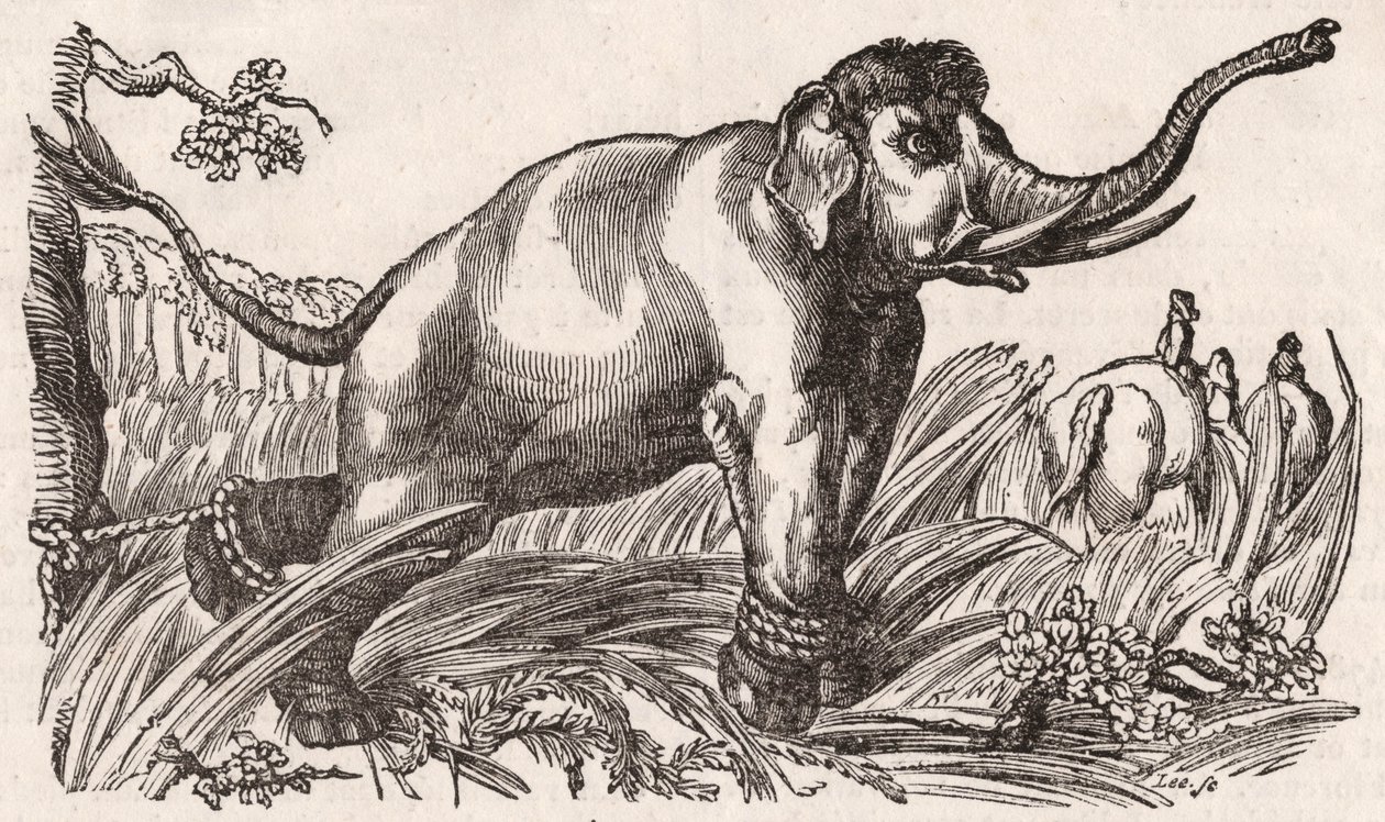 An Elephant Captured in the Savanna, Africa by Unknown