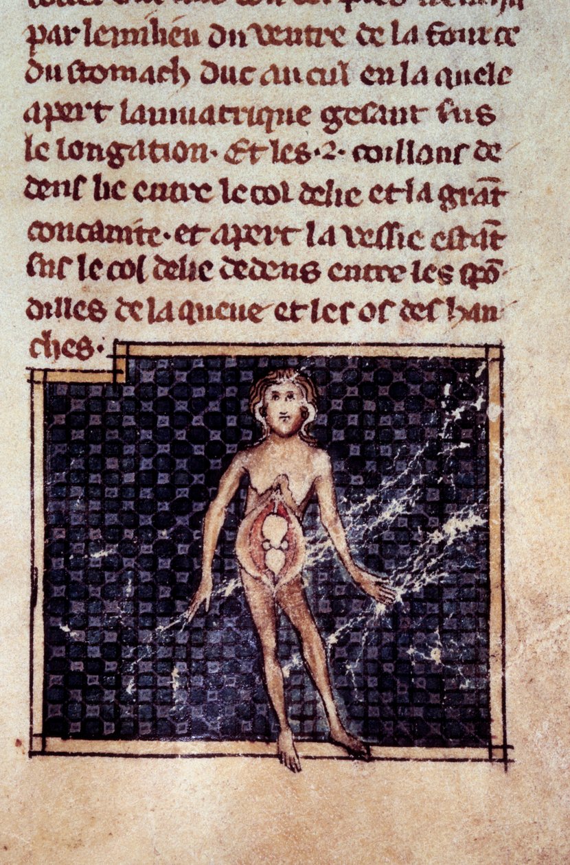 Anatomical figures: male and female peels, open belly, showing the kidneys, bladder, genitals (detail) by Unknown artist