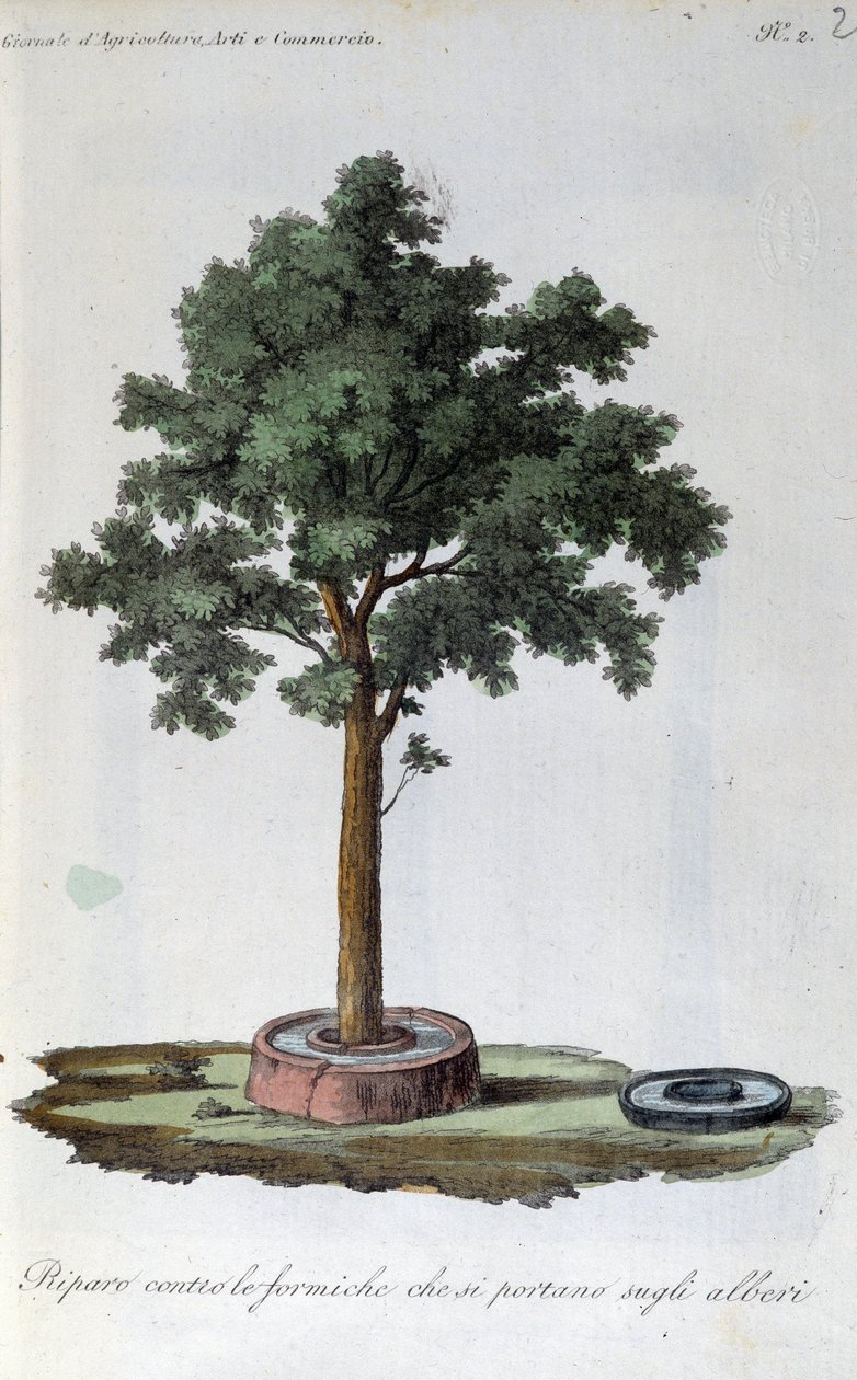 Ant protection system: water-filled ring around the base of the trunk. Plate drawn from Revue d