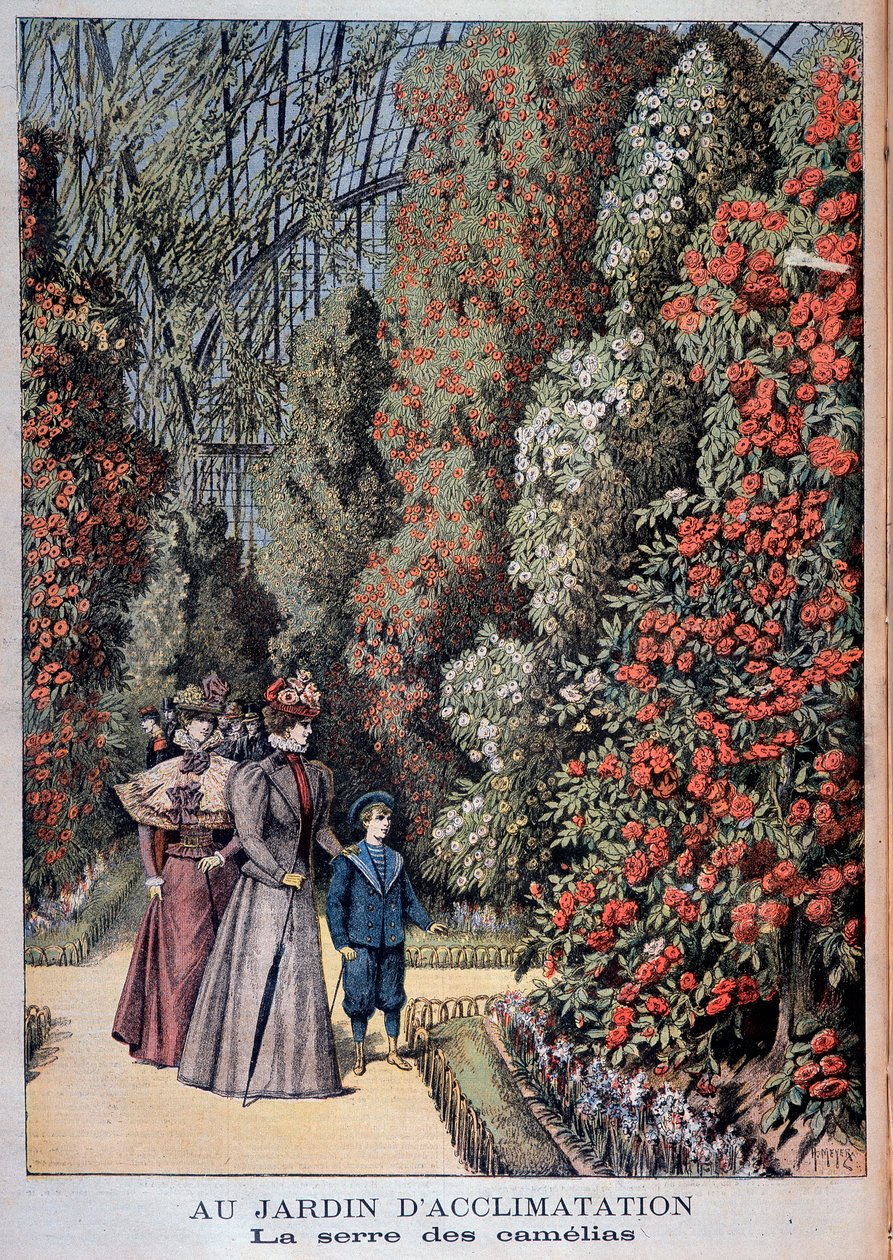In the Garden of Acclimation: The Camellia Greenhouse - in 