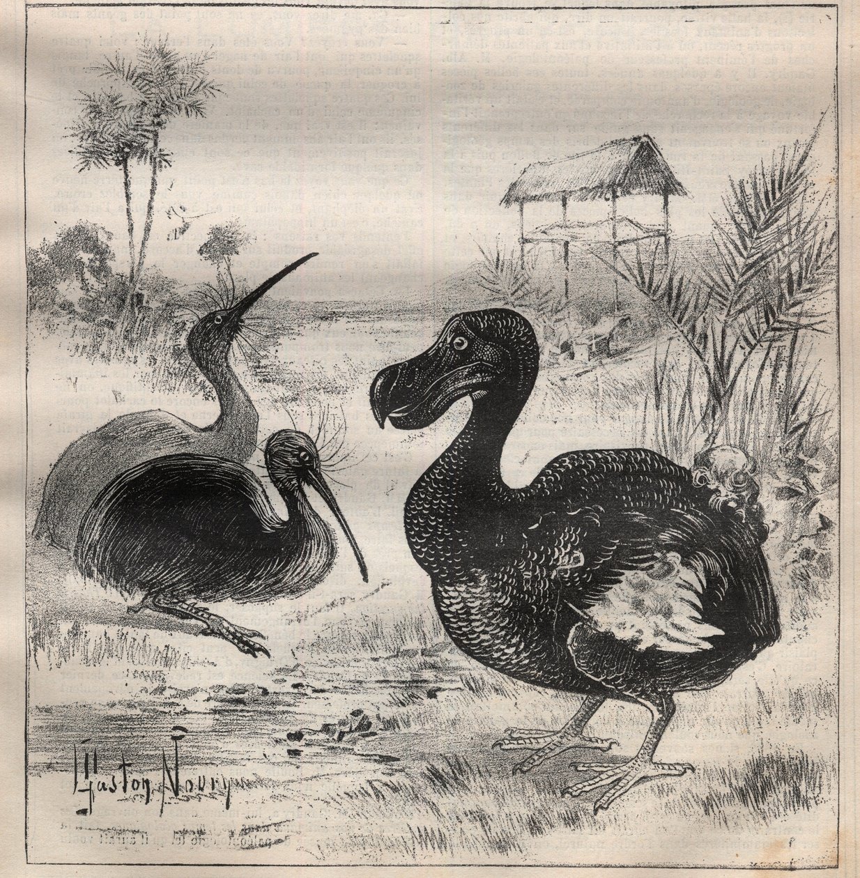 Birds that disappear: the dodo and the apteryx - Engraving In La Science francaise by Unknown artist