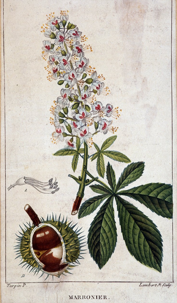 Botanical board - Flowers, leaves and fruit of chestnut tree by Unknown artist