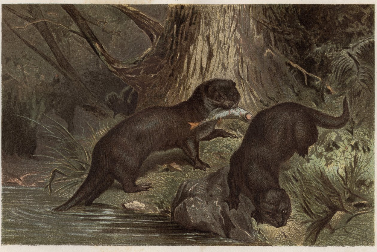 Chilean Otter - The Southern River Otter, Lontra provocax - engraving from 