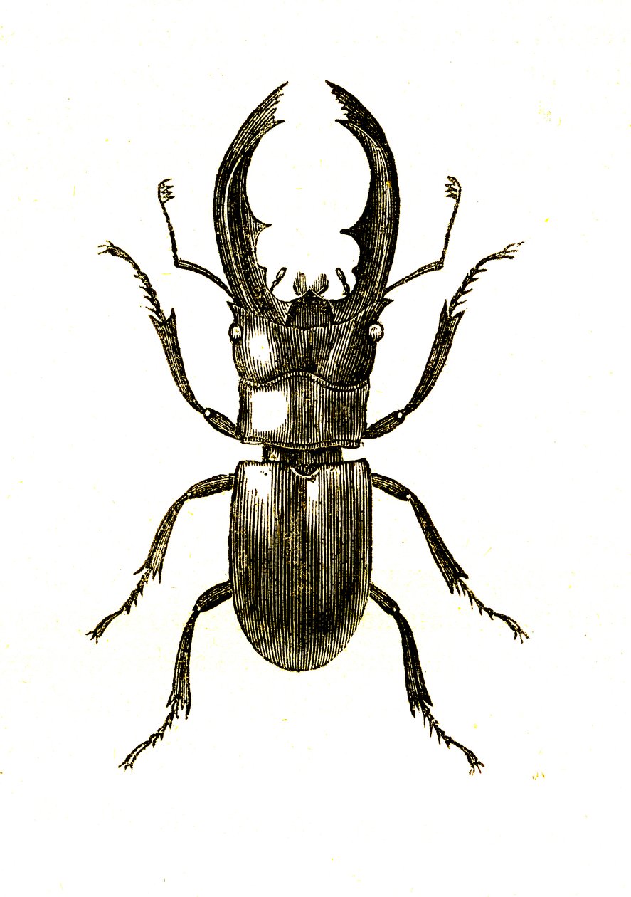 Coleoptera: Hexarthrius Buqueti or Lucanus by Unknown artist