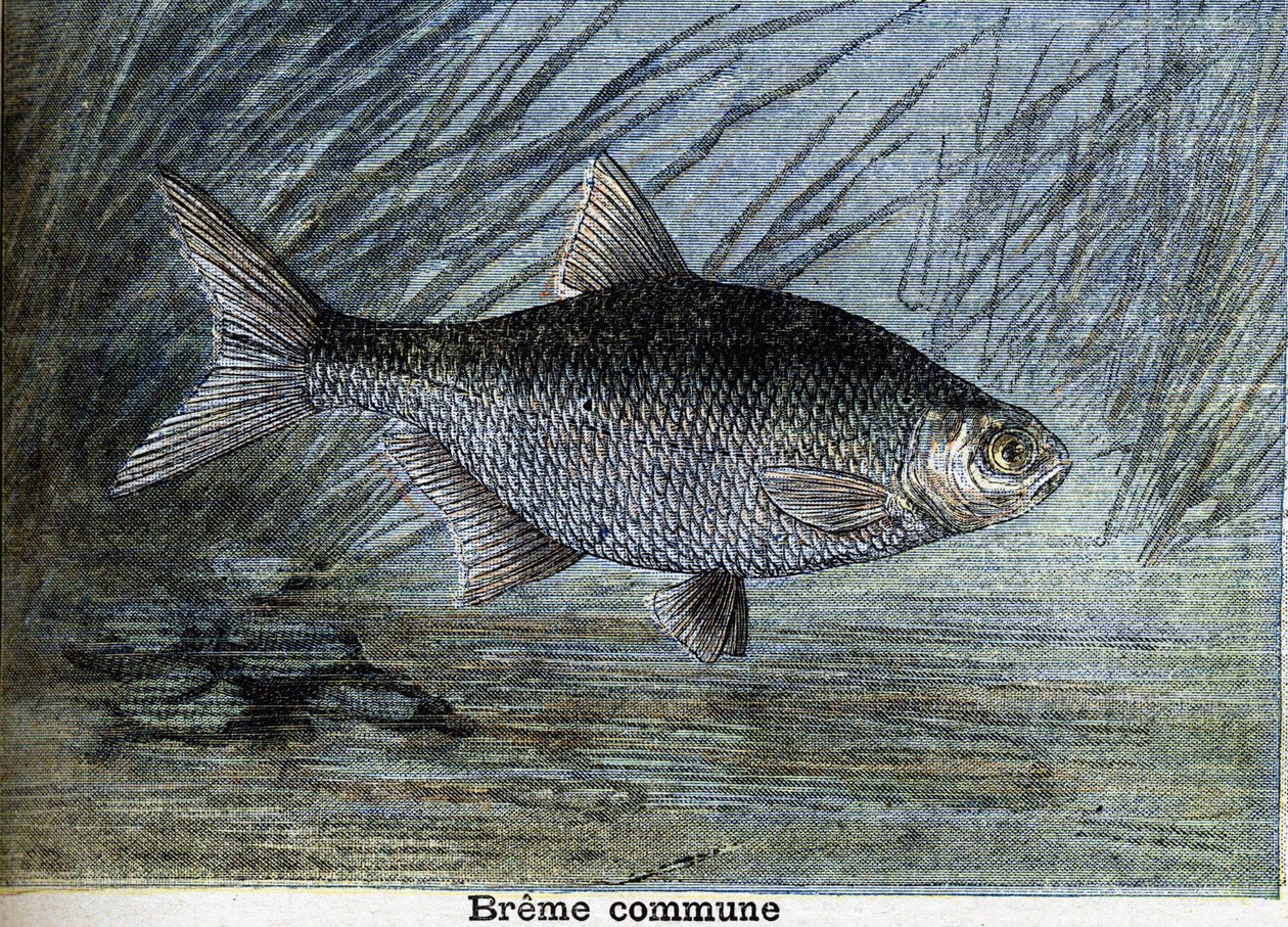 Common Breme. Engraving from 1897 by Unknown artist