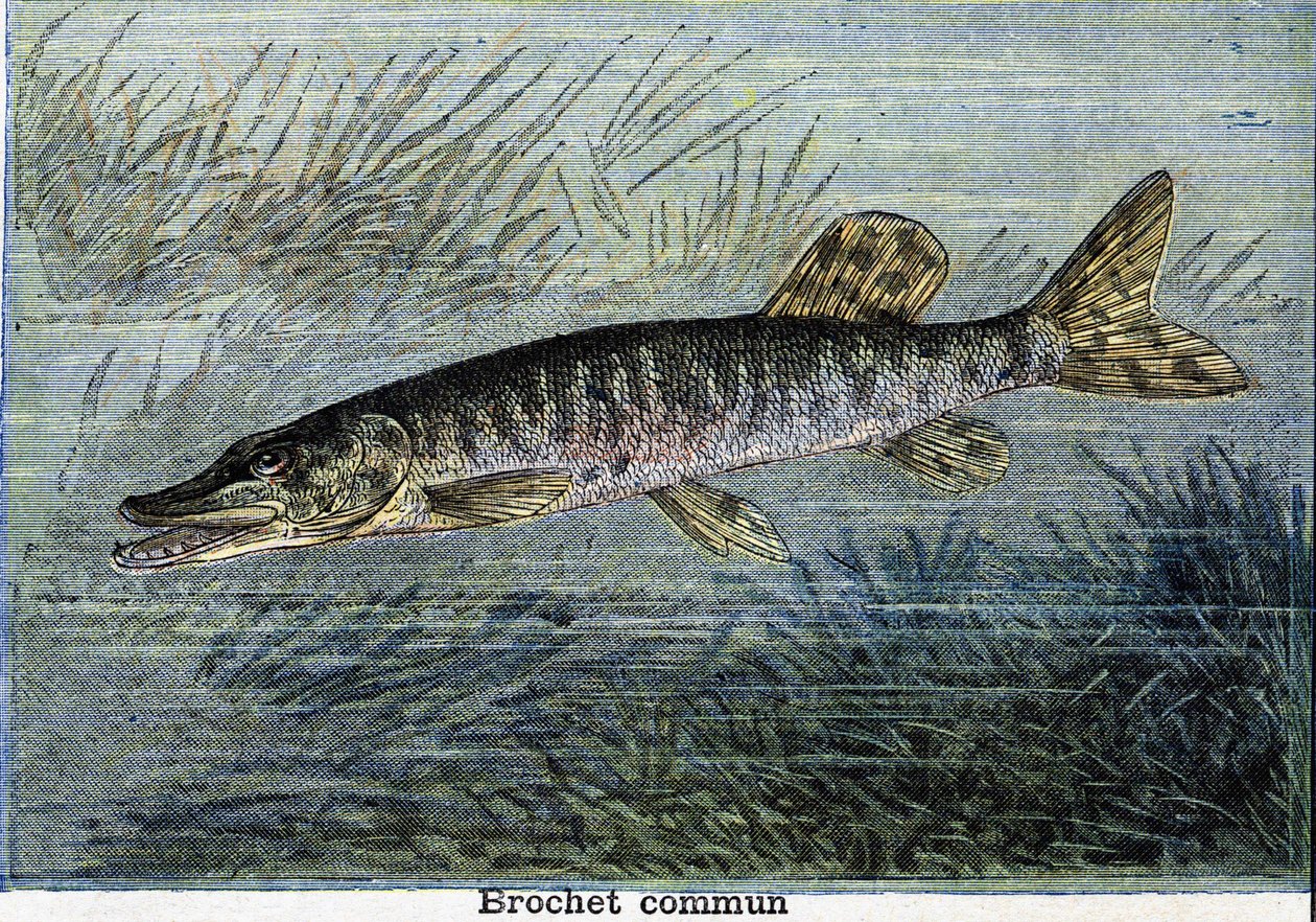 Common pike. Engraving from 1897 by Unknown artist