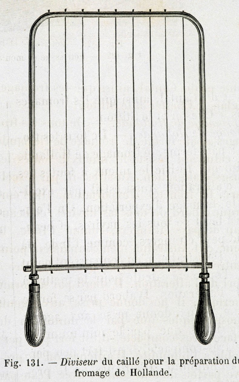 Curd divider for the preparation of Dutch cheese - in 