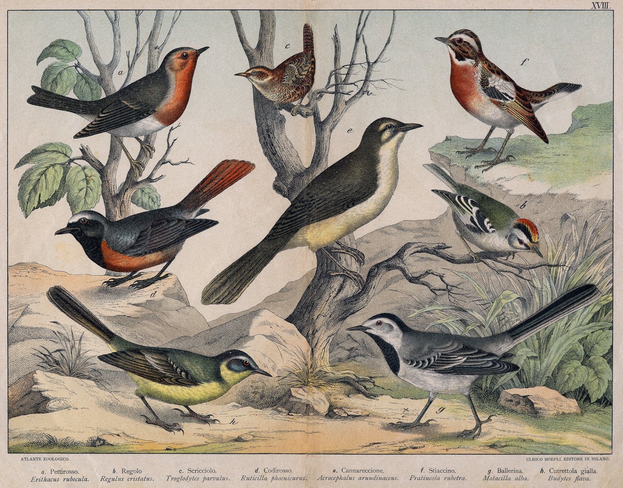 Illustration of Birds, Natural History by Unknown Artist