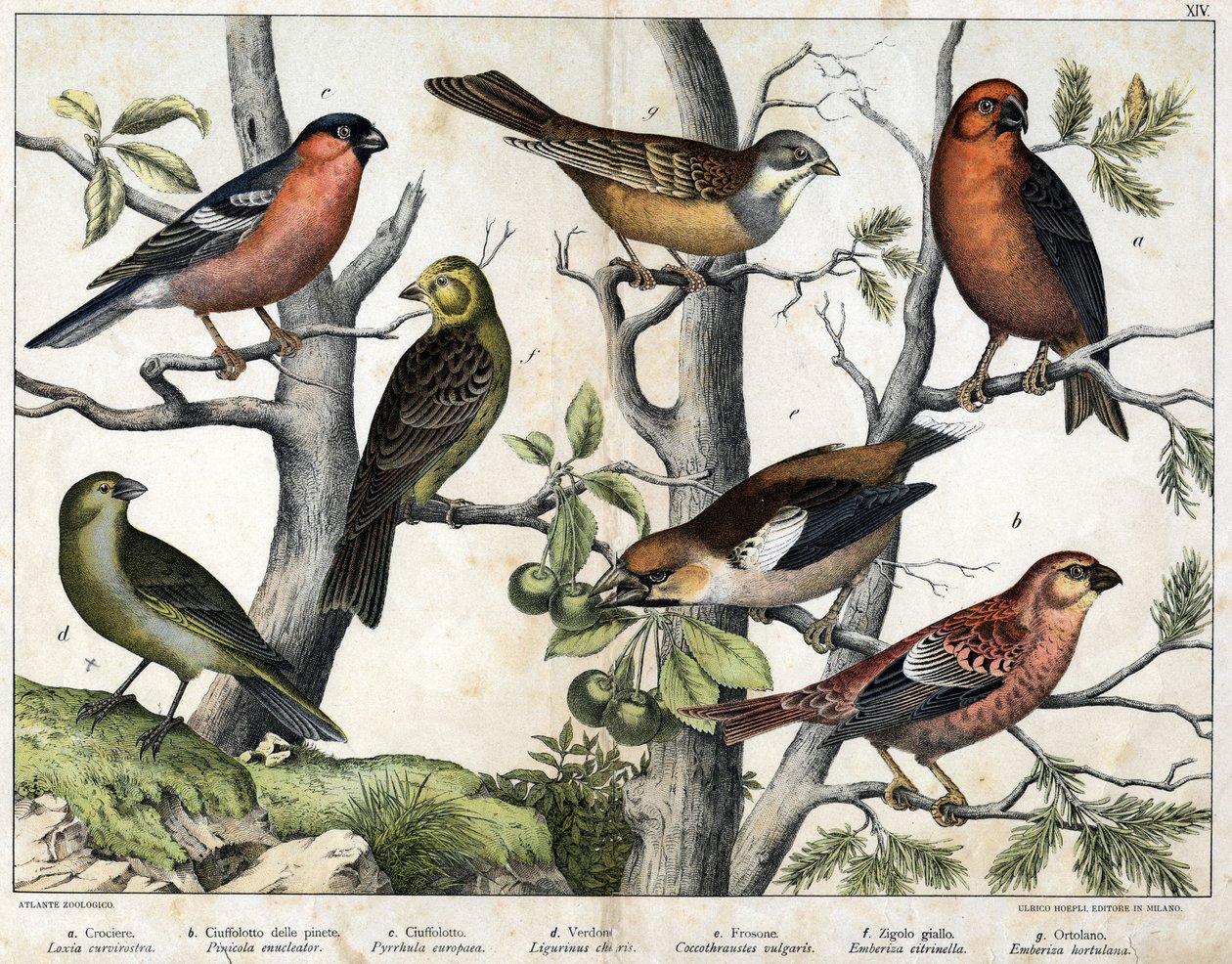 Illustration of Birds, Natural History by Unknown Artist
