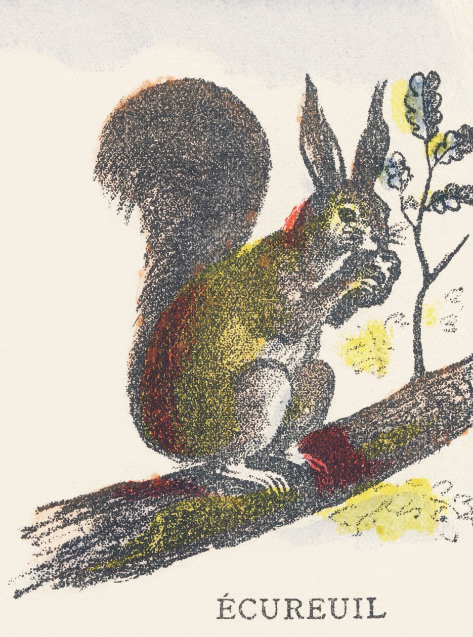 E: Squirrel by Unknown artist