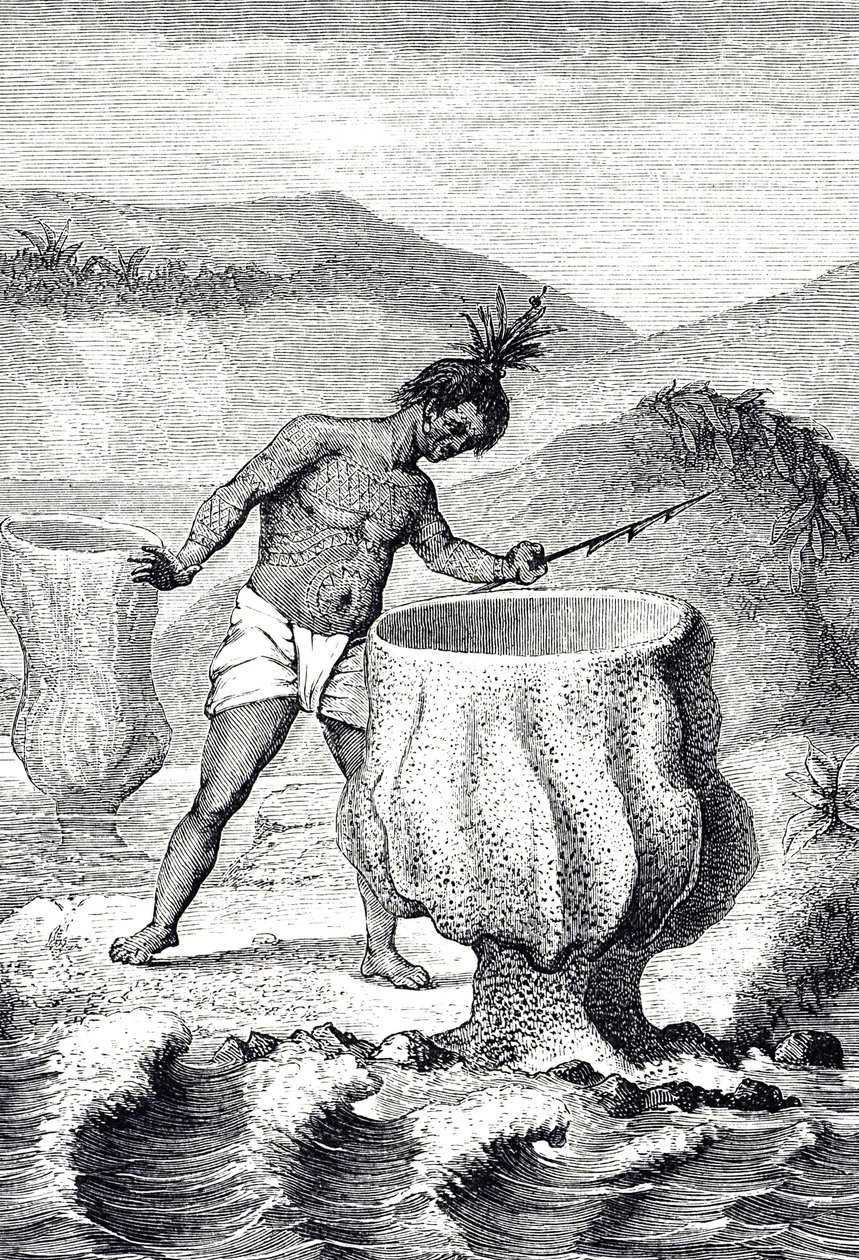 Engraving Depicting a Variety of Sponge Called Neptune