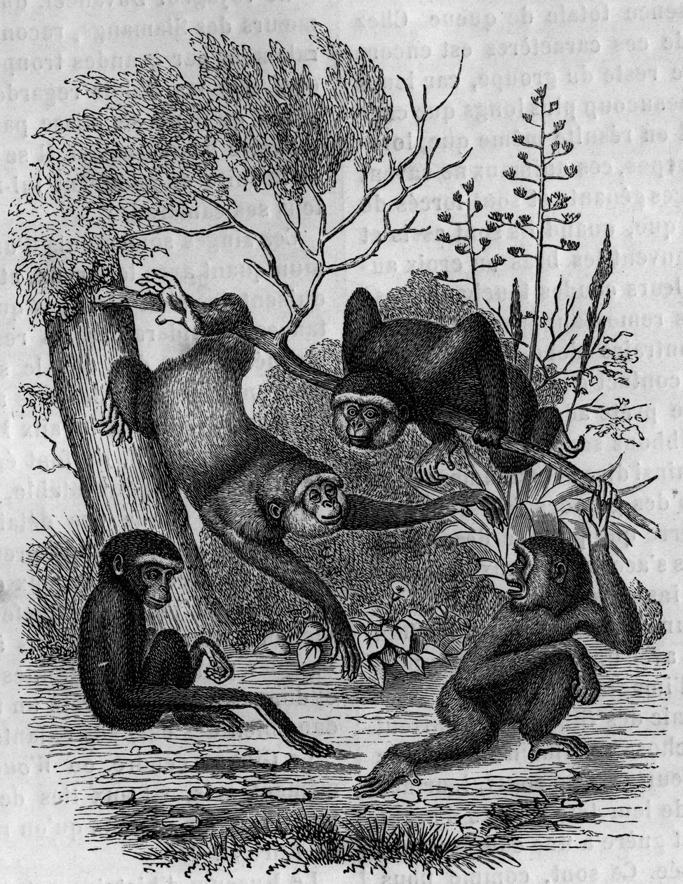 Engraving representing the Gibbons Hoolock of India by Unknown artist