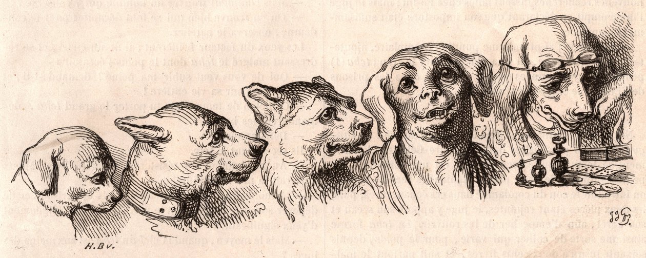 Evolution of a dog to a human form by Unknown