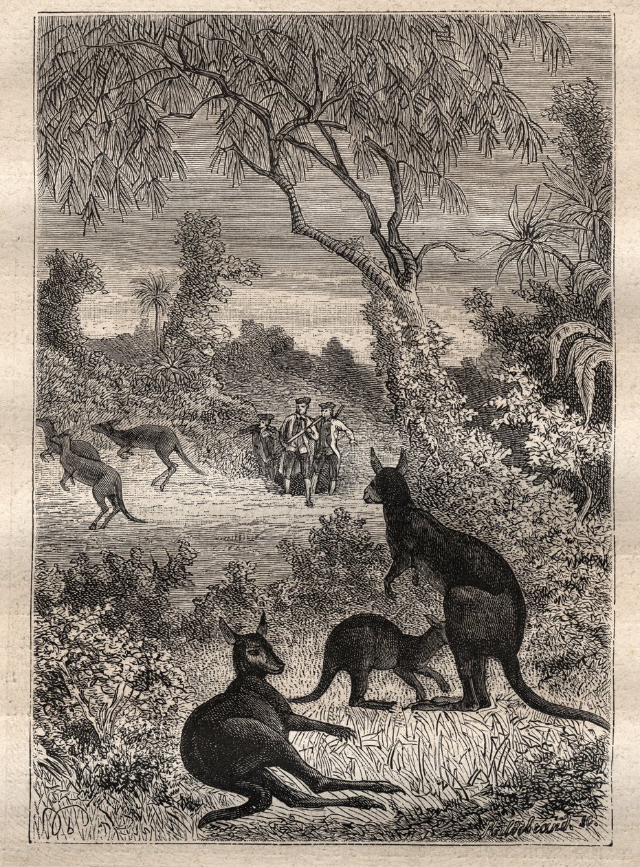 First voyage by Captain James Cook: the sailors discover the kangaroos (Australia) - illustration taken from “The Great Mariners of the 18th century” by Unknown artist