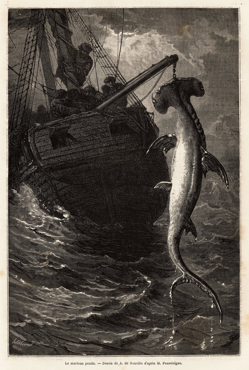 Fishing a hammer squal, 7 meters long, in the waters near Anastasia Island. Engraving to illustrate the story four months in Florida, by Achille Pousselgue in 1851-1852, published in “Le tour du monde” 1870-1871, edited by Edouard Charton by Unknown artist