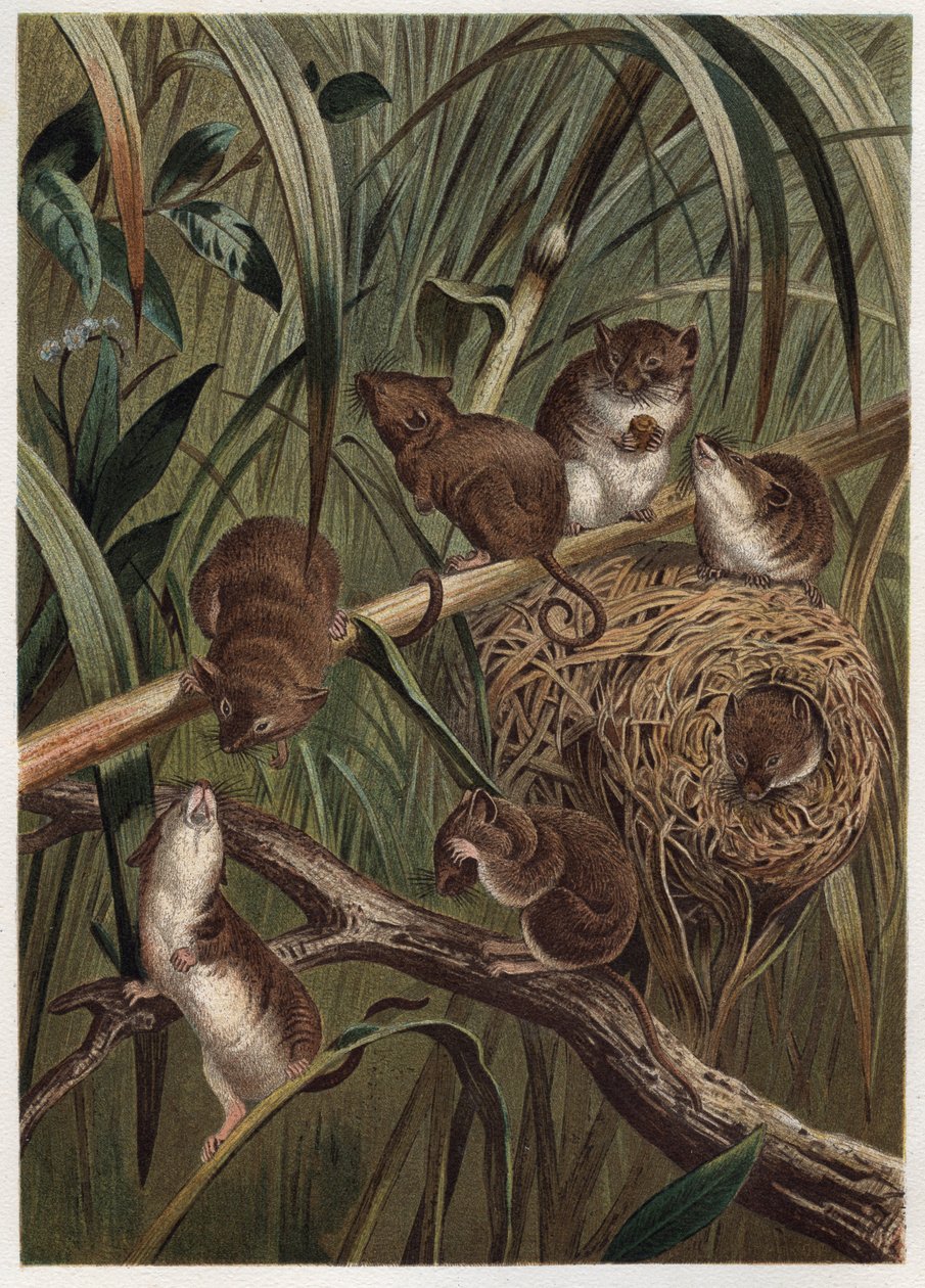 Harvest Rat (or Dwarf Mouse) - Eurasian Harvest Mouse (Micromys minutus) - engraving from 