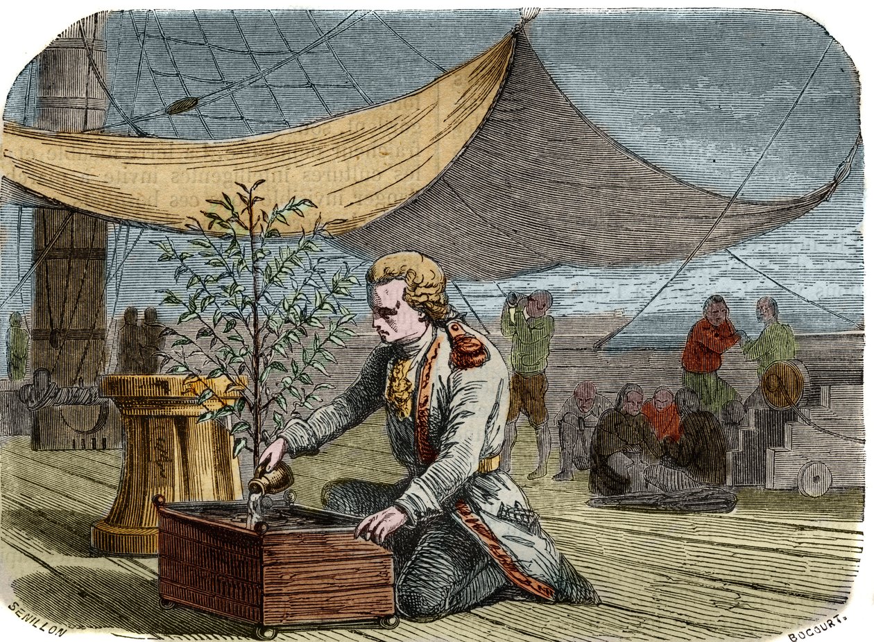 History of the cafe: Captain Gabriel de Clieu (Declieux, Desclieux) (1687/1678- circa 1774), commissioned by King Louis XIV in 1725 to bring back to Martinique a coffee plant (coffee maker), shares with him his ration of water to save him from drying by Unknown artist