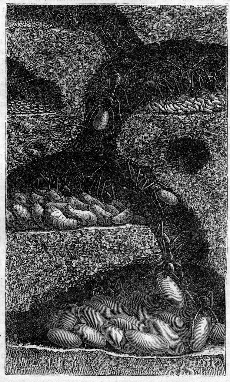 Housing eggs and larvae in an ant. Engraving in 