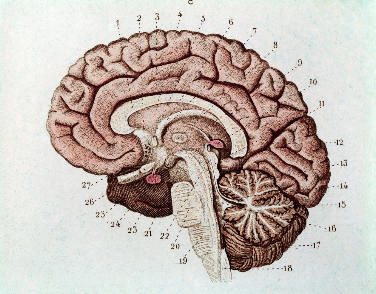 Human brain section with cerebral hemispheres and cerebellum