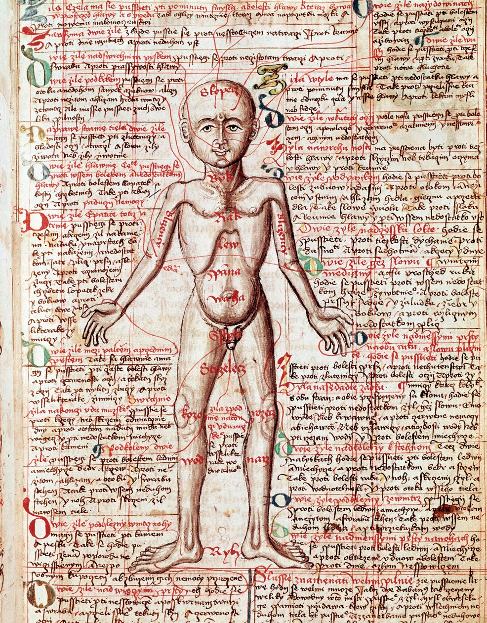 Human body Engraving from 