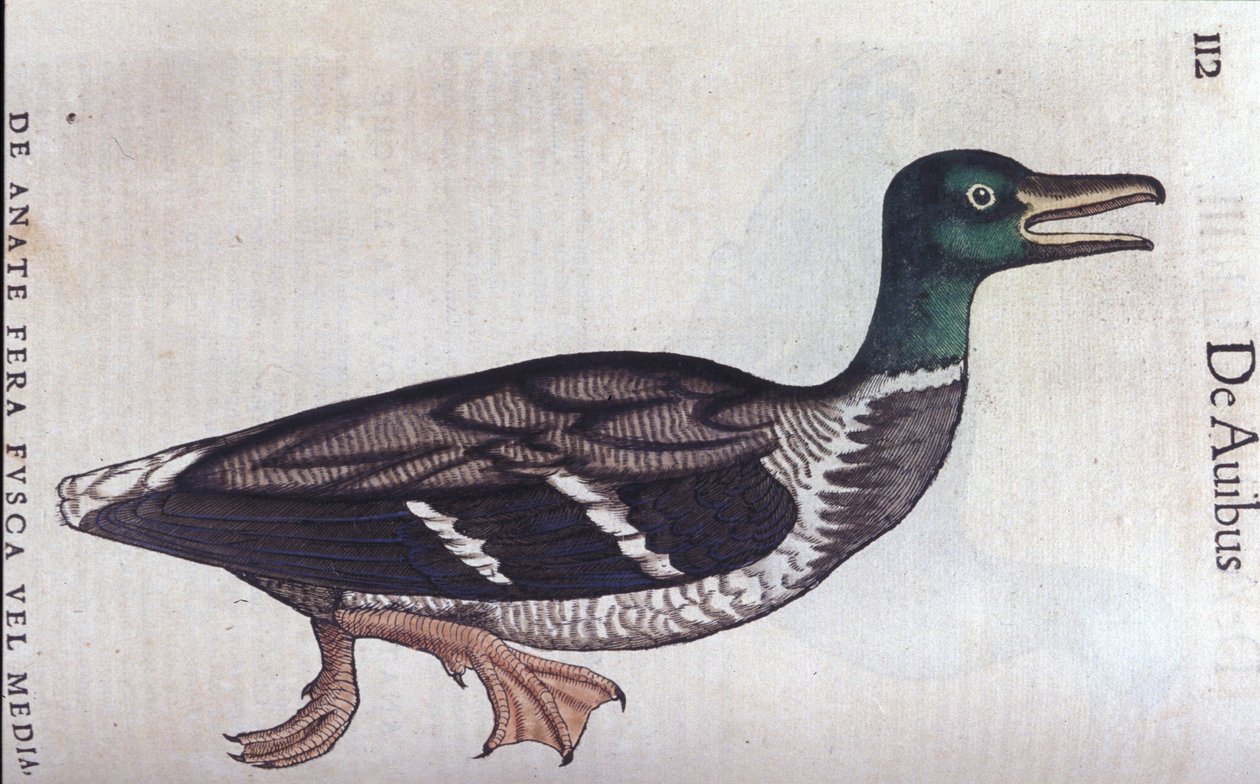 The ducard souchet in Historia Animalium by Conrad Gesner by Unknown artist