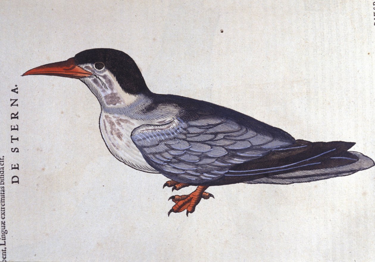 The Tern or Swallow of the Sea in Historia Animalium by Conrad Gesner (1516-1565), Tiguri by Unknown artist