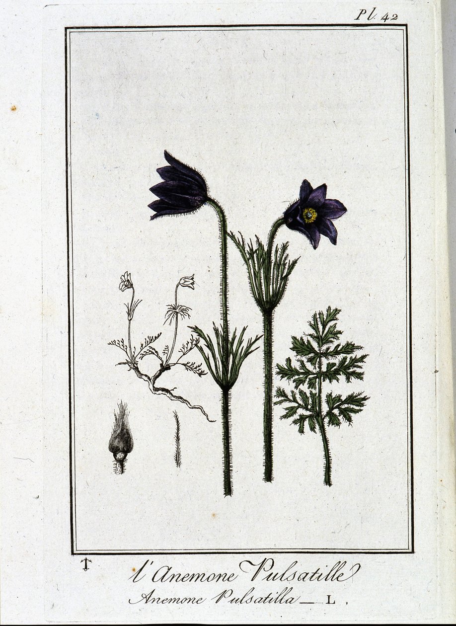 The anemone pulsatilla - in 