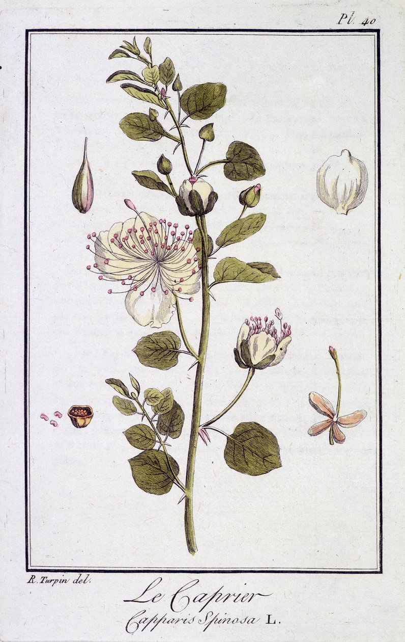 The Caper (Capparis Spinosa) - in 