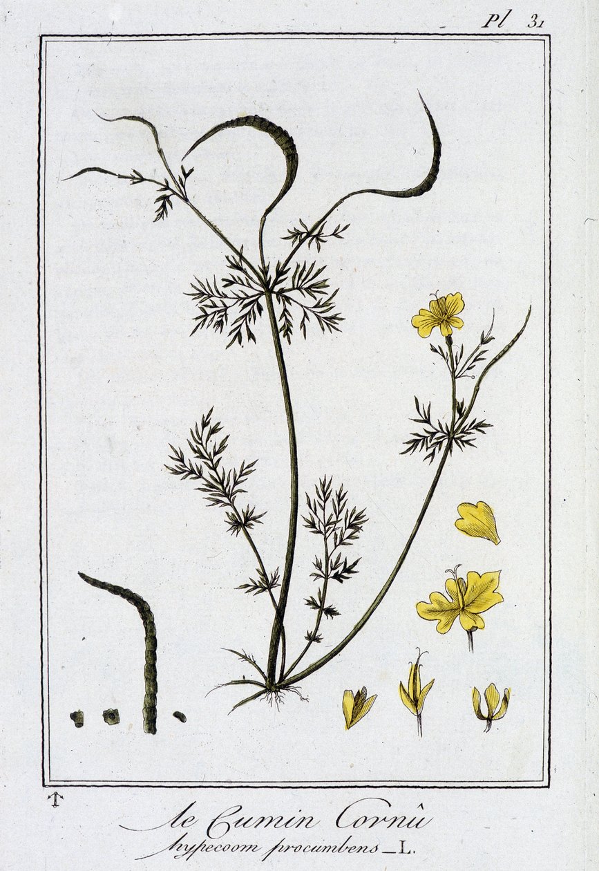 Le Cumin Cornu (Hypecoom procumbens) - in 