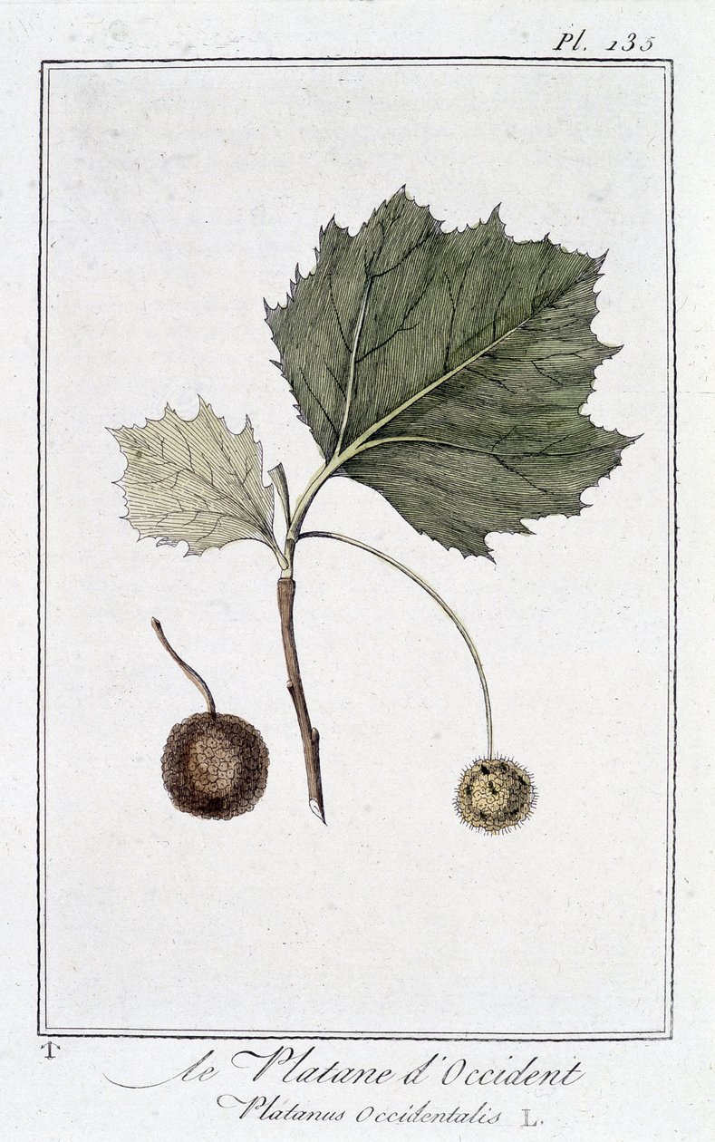 Western Plane Tree (Platanus occidentalis) - in 