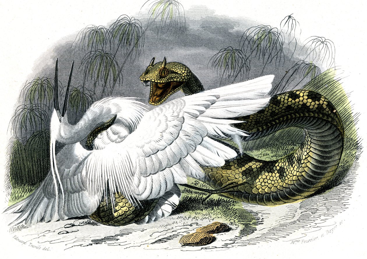 Le ceraste (Vipera cerastes) - Plate from Natural History by Bernard Germain de Lacepede by Unknown artist