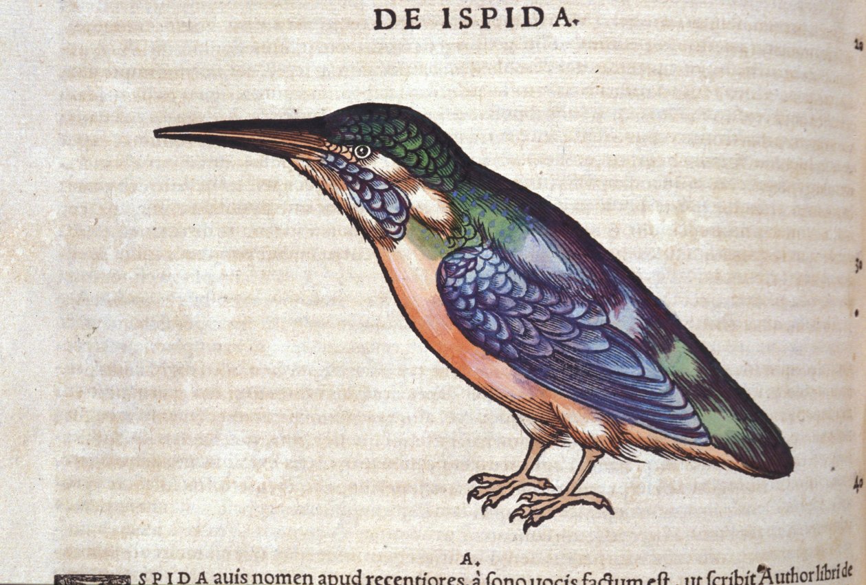 The Bee-Eater - in Historia Animalium by Conrad Gesner, Tiguri by Unknown artist