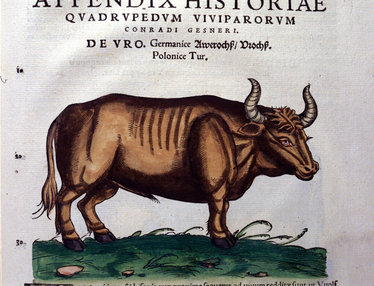 The Aurochs in Historia Animalium by Conrad Gesner (1516 - 1565), Tiguri by Unknown artist