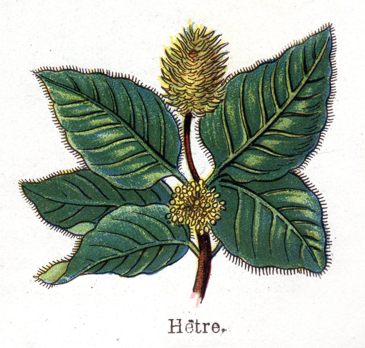 Medicinal and food botanical plants: beech. Engraving in 