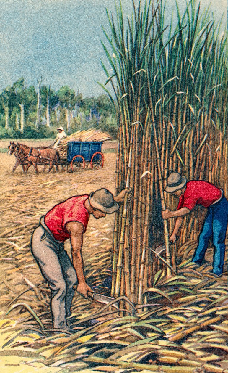 Men Cutting Sugar Cane in Queensland, Australia, c.1935 by Unknown Artist
