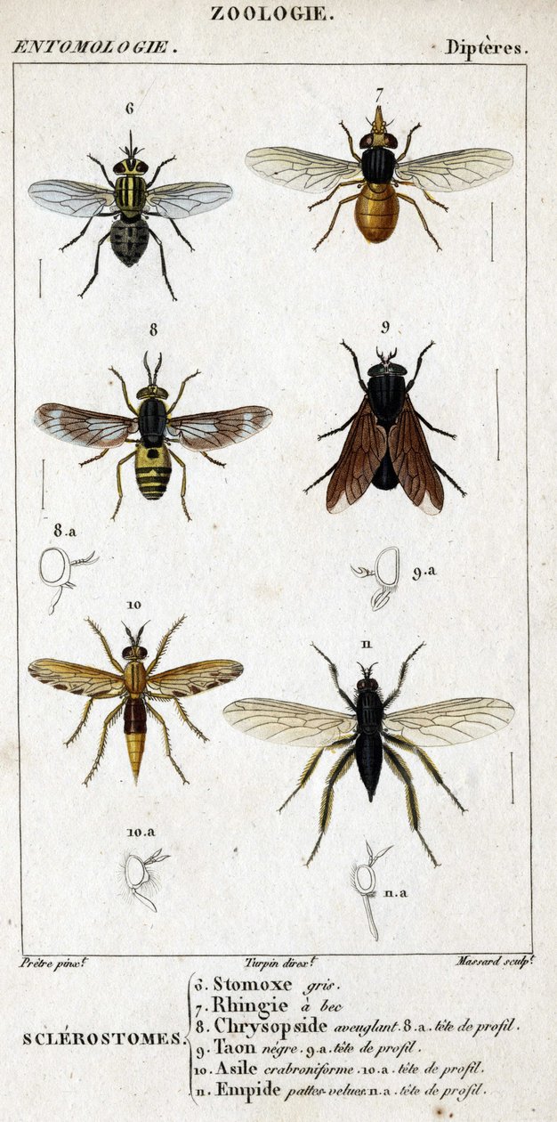 Natural History Board. Entomology. Dipteres Family. Sclerostomes: 6. Grey Stomox; 7. Beaked Rhingia; 8. Blinding Chrysopside; 8a. Profile Head; 9. Taon Negre; 9a. Head of Profile; 10. Crabroniforme Asylum; 10a. Head of Profile; 11. Emboid Hairy Legs by Unknown artist