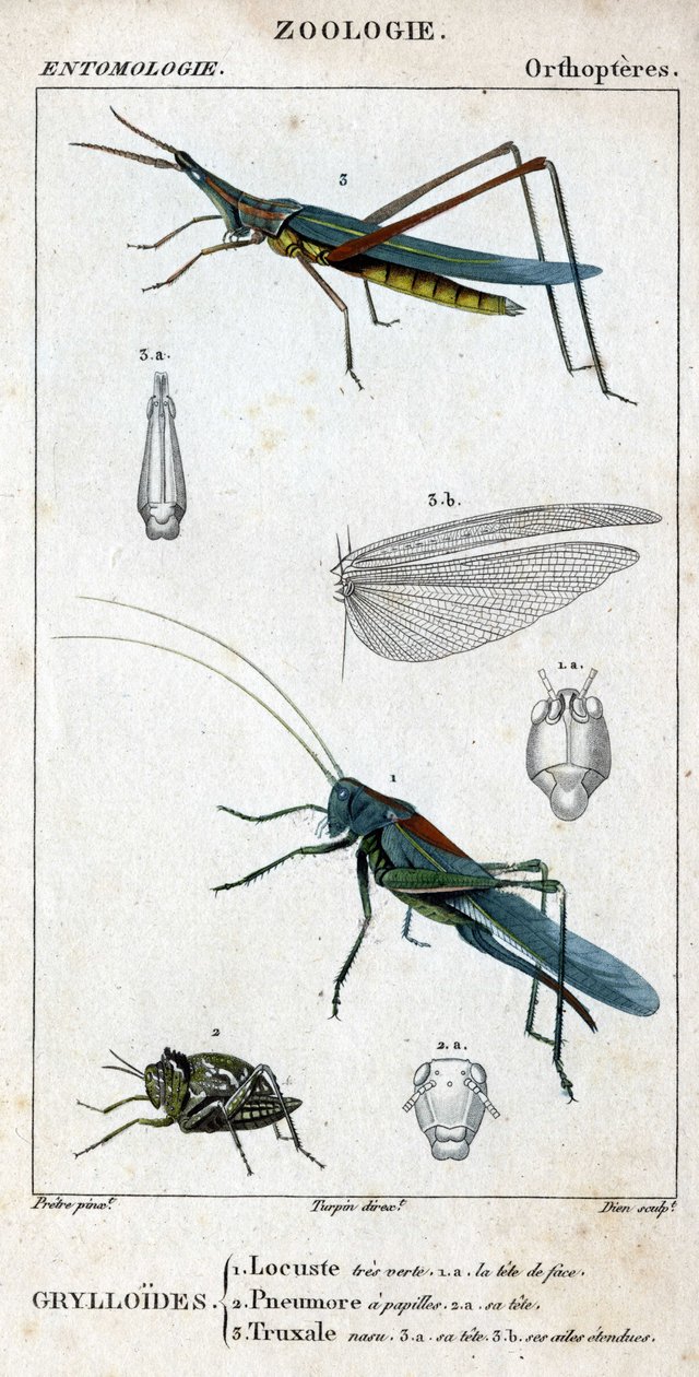 Natural history board. Entomology. Family of orthopteres. Grylloides: 1. Locust very green. 1.a. the front head; 2. Pneumore has taste buds; 2.a. its head; 3. Nasu truxal; 3.a. head; 3.b. extended wings by Unknown artist