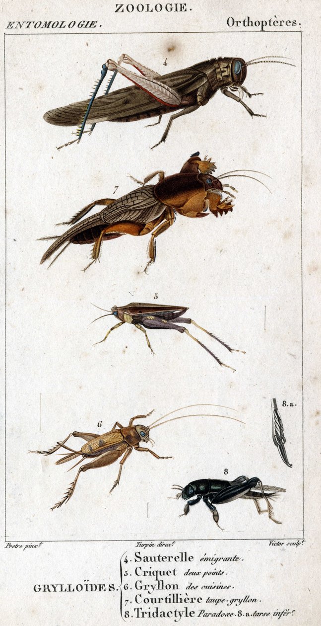 Natural History Board. Entomology. Family of Orthopteres. Grylloides: 4. Emigrating Grasshopper; 5. Grasshopper Two Points; 6. Gryllon from the Kitchens; 7. Gryllon Mole Broth; 8. Tridactyl Paradox; 8a. Inferior Tarsus by Unknown artist