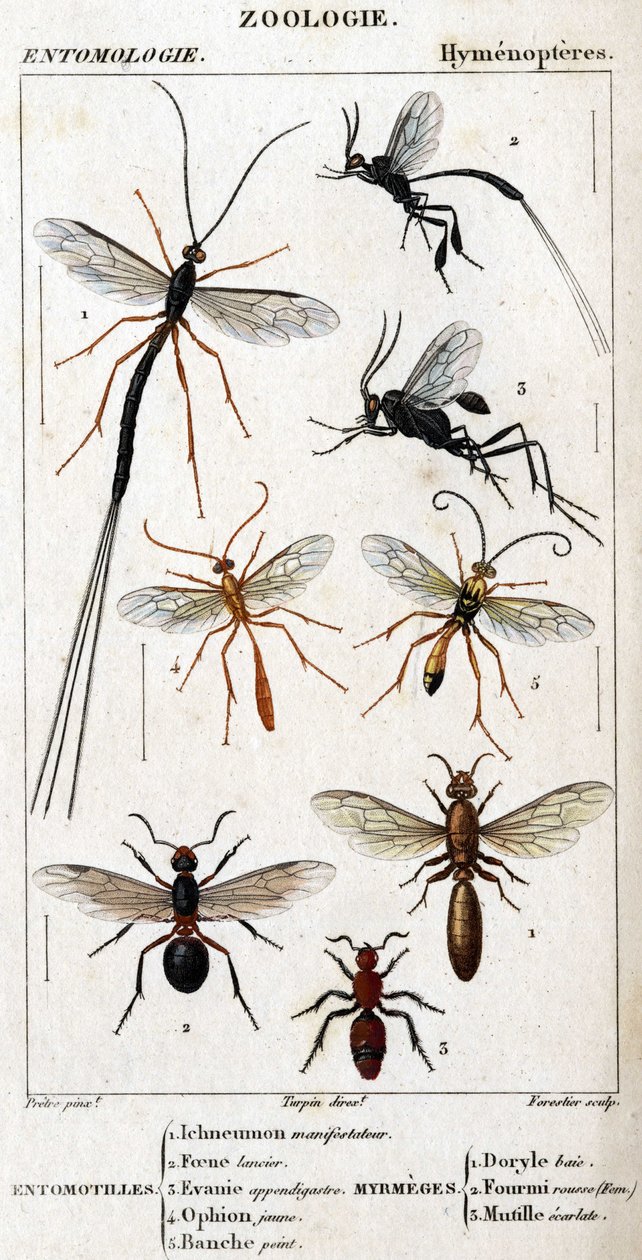 Natural history board. Entomology. Hymenopteres family. Entomotilles: 1. Inchneumon protester; 2. Foene lancier; 3. Evanie appendigastre; 4. Yellow ophion; 5. White painted. Myrmeges: 1. Doryle bay; 2. Provided redhead (Fem.); 3. Ecarlate mutille. by Unknown artist