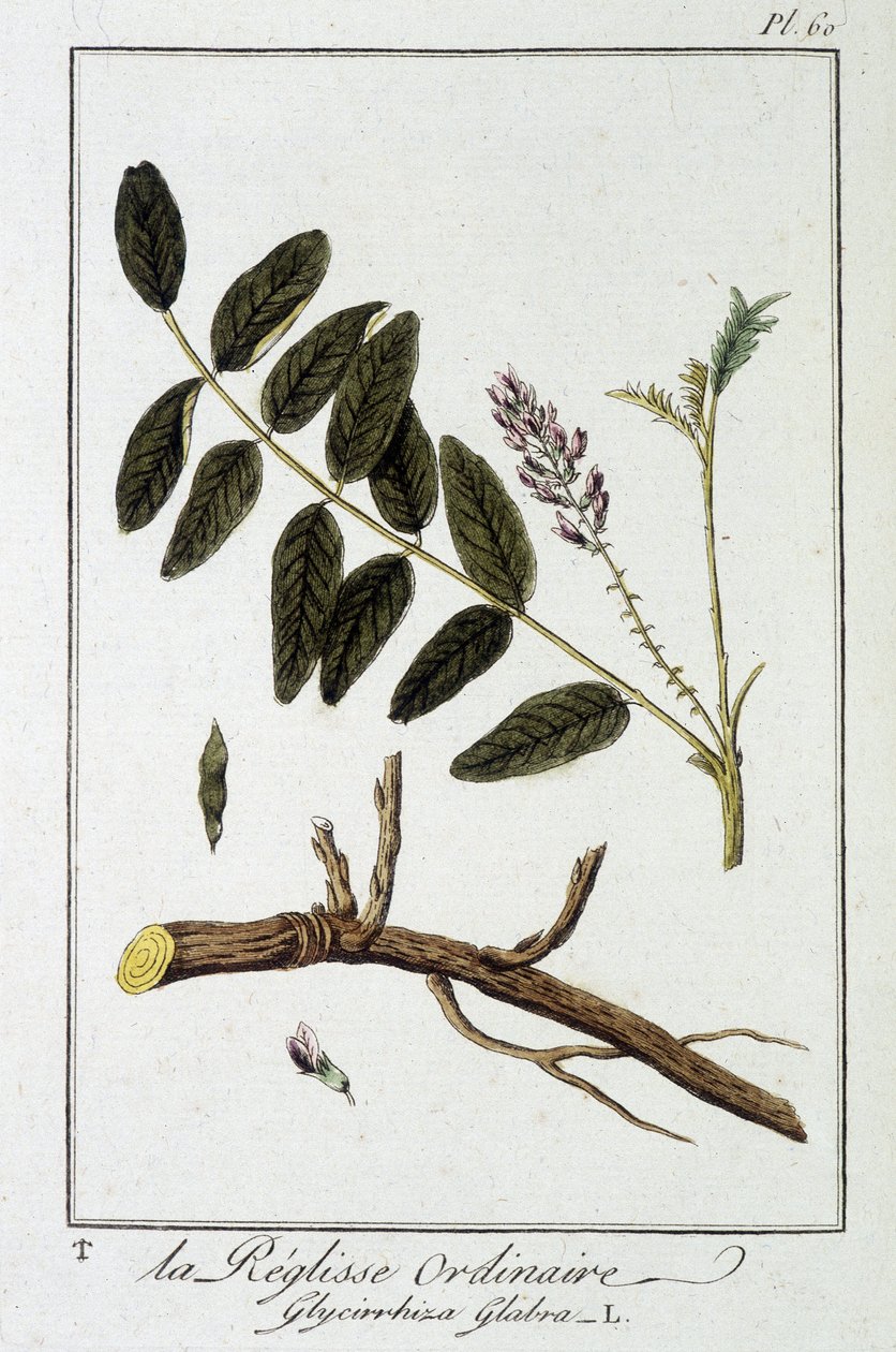 Ordinary licorice (Glycyrrhiza glabra) - in 