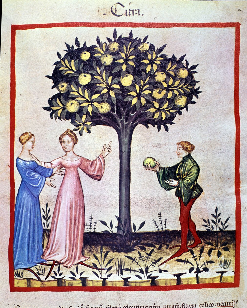 Picking Cedrat, Fruit of Cedratier. Illumination from the Tacuinum Sanitatis by Unknown artist