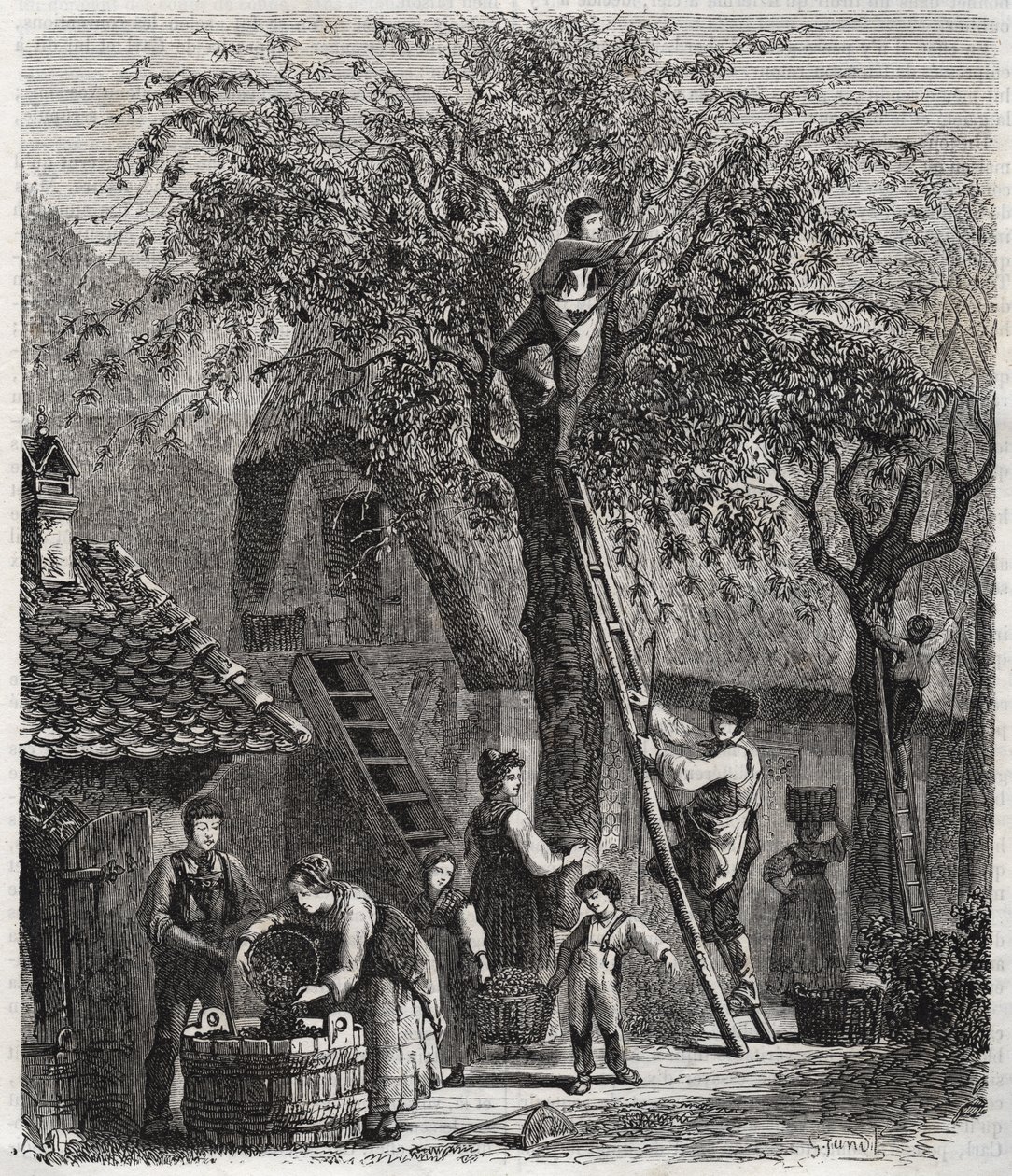 Picking cherries - engraving of 1860 by Unknown artist