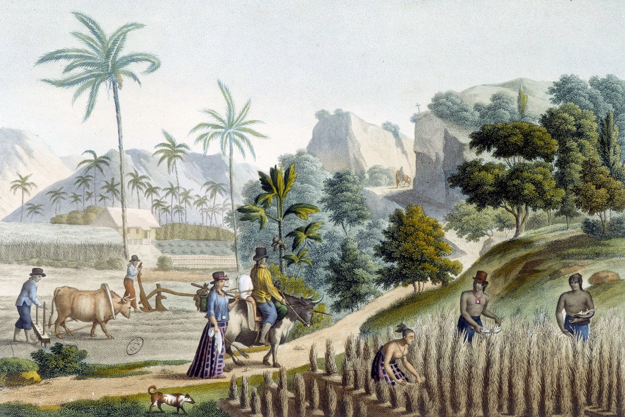 Pilling and planting rice on Guam Island (Micronesia) by Unknown artist